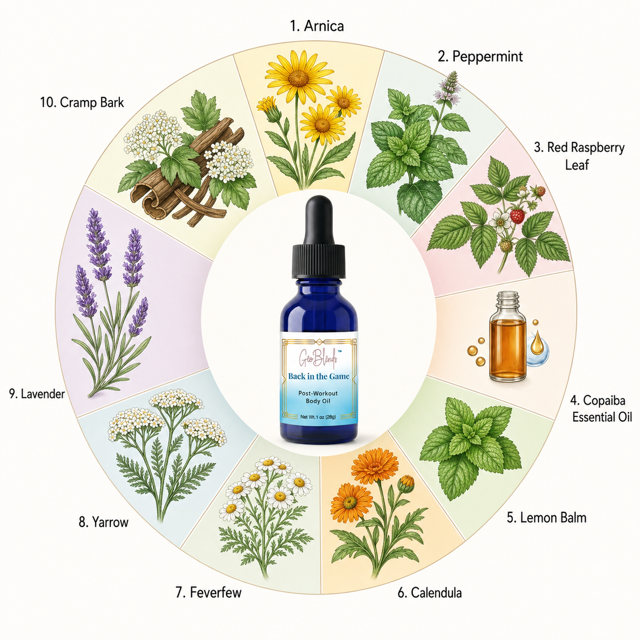 Circular diagram of herbs with a bottle of Back in the Game Post Workout Body Oil